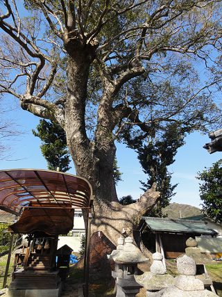 丹生神社的樟樹